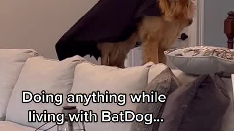 dog cosplay batman