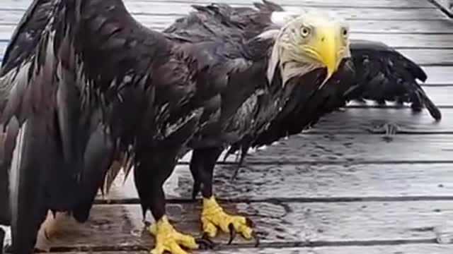 😬Rescuing a Bald Eagle
