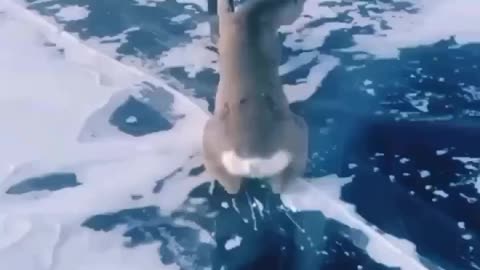 Nature Creature