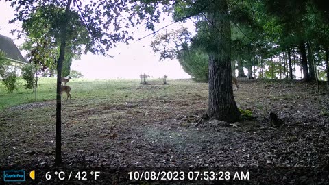 The Woods – 10/08/2023