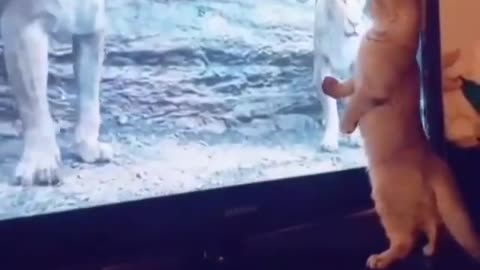 🐈🦁😂😂