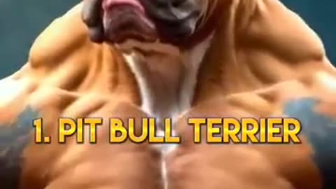 Top 10 most dengerous dog in the world