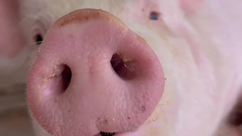 #cute #pig