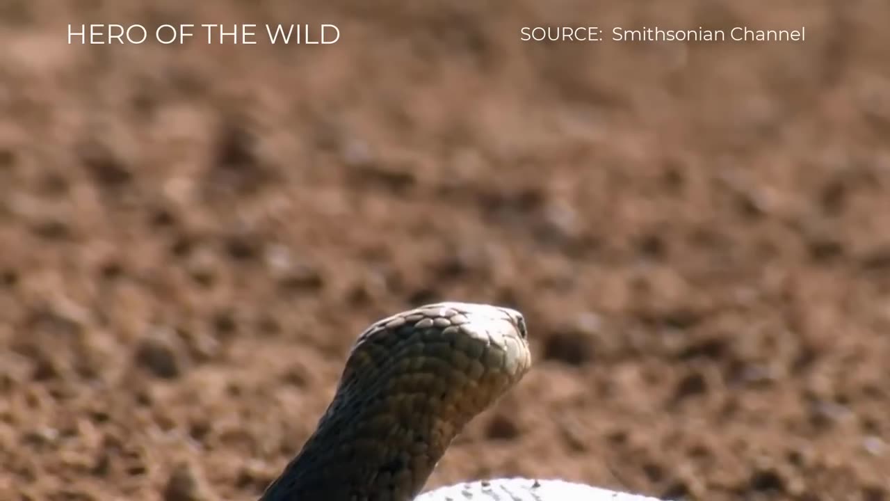 TOP MONGOOSE ATTACKS SNAKE MOMENTS