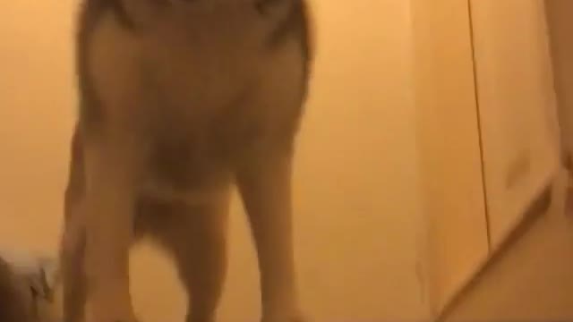 I will introduce my lovely dog to you