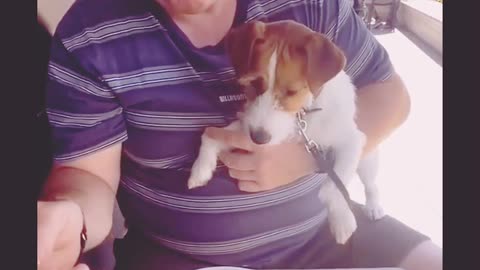 Funny dog and cat moments ❤😍|| Funny animal's 😻