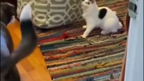 funny animals shorts