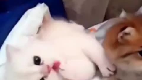 Funniest animals video 😂🦮🐈😺😺😃
