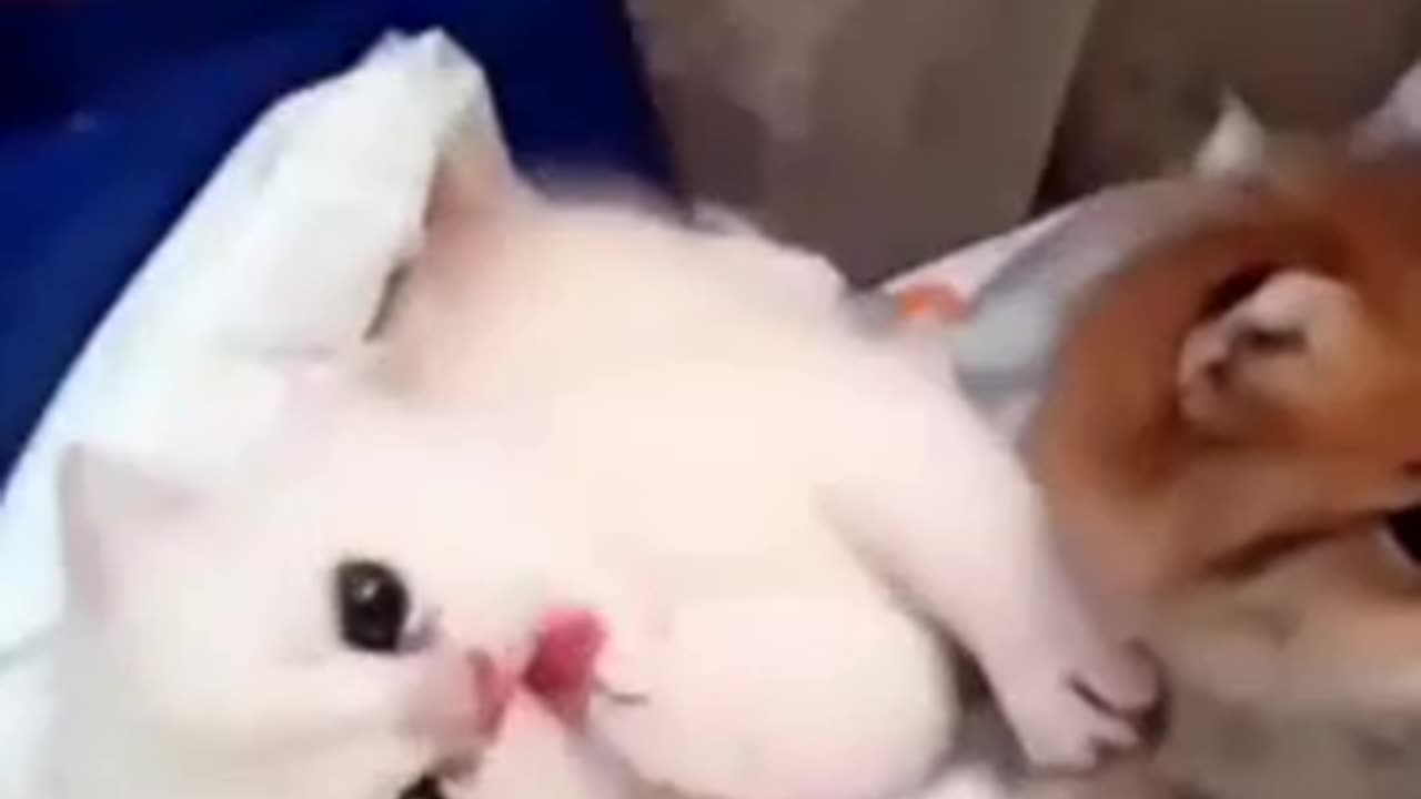 Funniest animals video 😂🦮🐈😺😺😃
