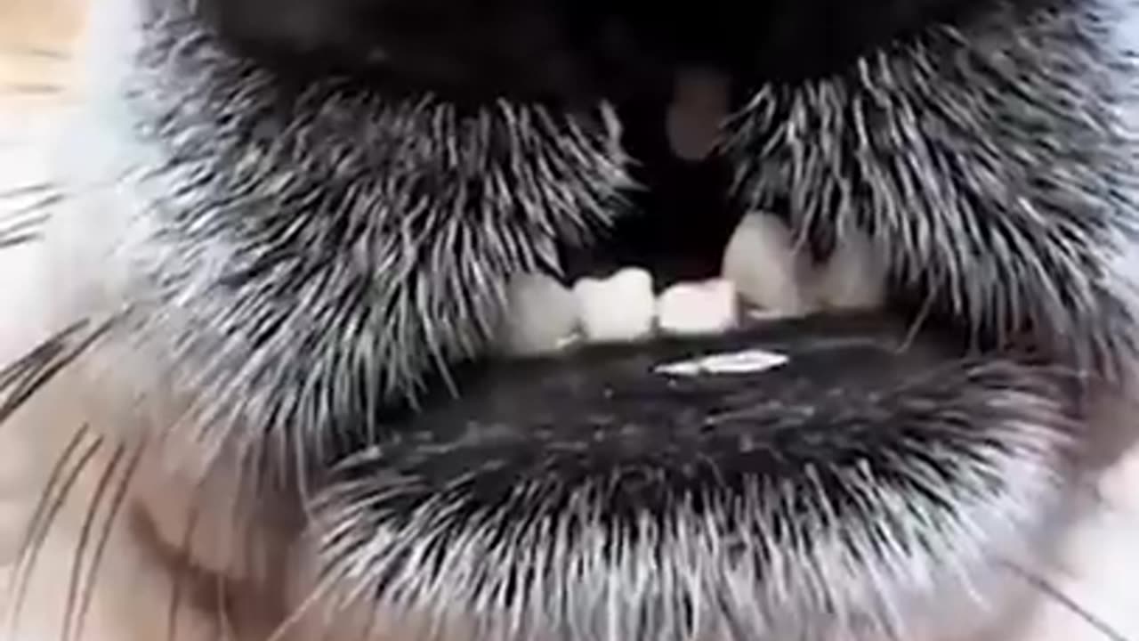Best Funny Cat Videos _ Funny Animal Videos