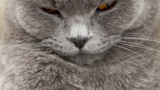 The use of cat hair
