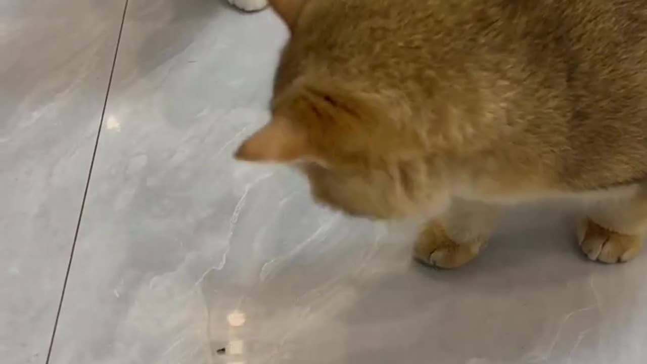 The bug met the curious kitten😿Funny and lovely animals