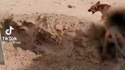 Dog vs money fighting