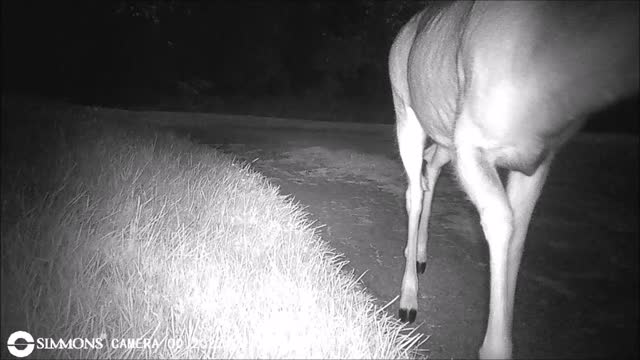 Backyard Trail Cam - Doe in the Driveway