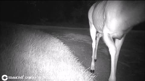 Backyard Trail Cam - Doe in the Driveway
