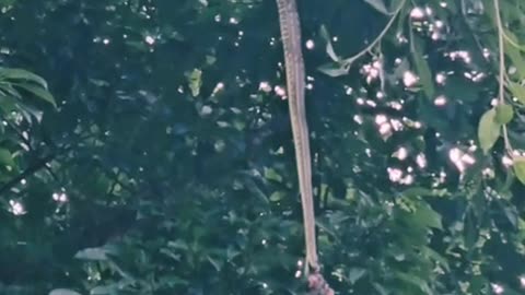 The snake is hunting for itself by climbing a tree.