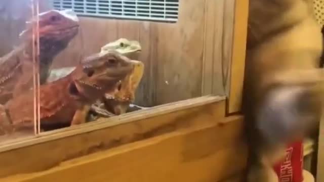 Best Funniest Videos 2022 😂 Funny