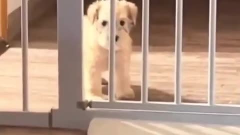 cute dogs😂 funny viral trending shorts
