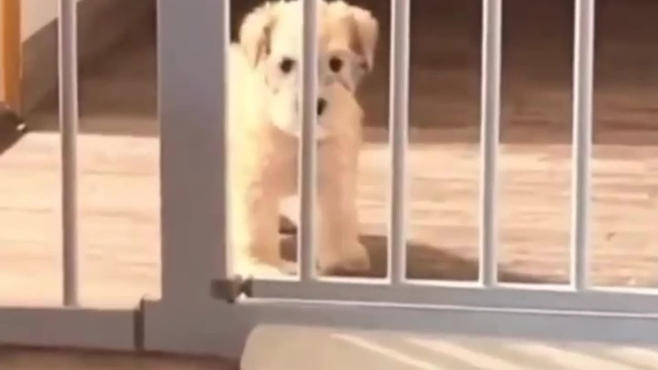 cute dogs😂 funny viral trending shorts