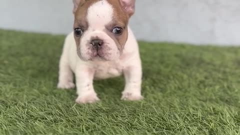 Good Pit