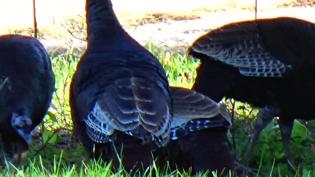 Wild Turkeys