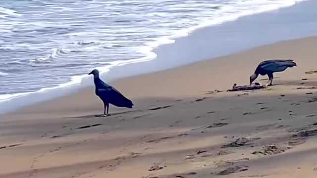 Raptors eating a monkey at the beach