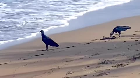 Raptors eating a monkey at the beach