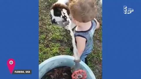 animals_cute 178