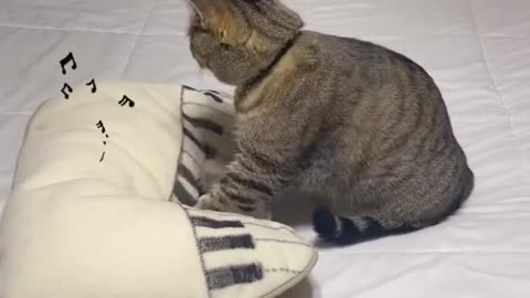 Cat and piano