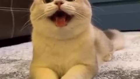 Cute Cat smile like a dog