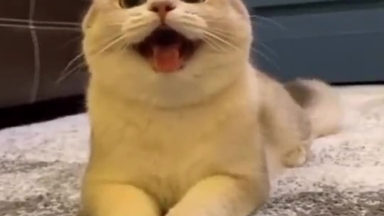 Cute Cat smile like a dog