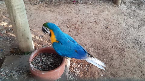 Arara Azul