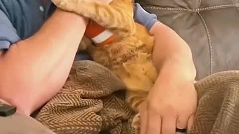 Orange Cat Behavior
