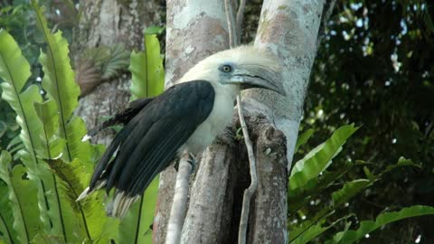 CRESTED HORNBILL