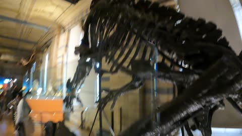 Selection of Dinosaurs. Natural history museum. London. 2022