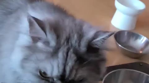 a cat that walks around after eating