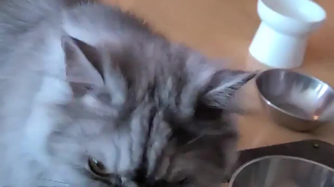 a cat that walks around after eating
