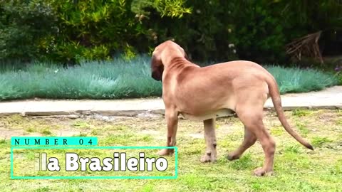 15 Latest Dogs You Should Fear the Most in 2021