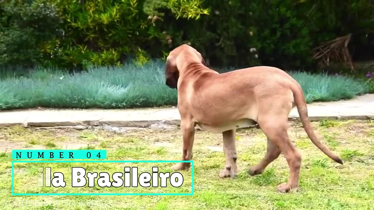 15 Latest Dogs You Should Fear the Most in 2021