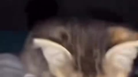 Funny Video Clip #6