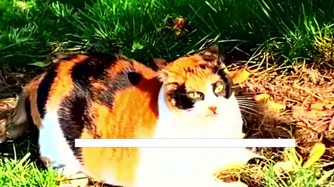 Funny Animal Videos 2024 Best Dogs And Cats Videos πΊπ #56,nk k