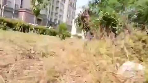 They put a camera on their cat and realized he is the neighborhood bully