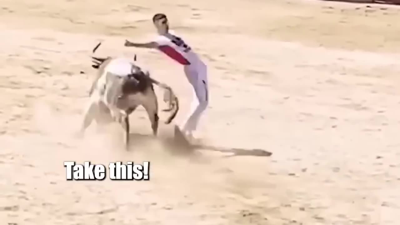 Bull fight