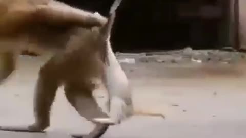 Wicked Monkey 😂😂😂😂😂