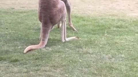 The kangaroo