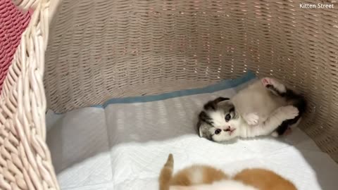 Kitten Willie beats his sister Coco and tries to get out of the basket meowing loudly
