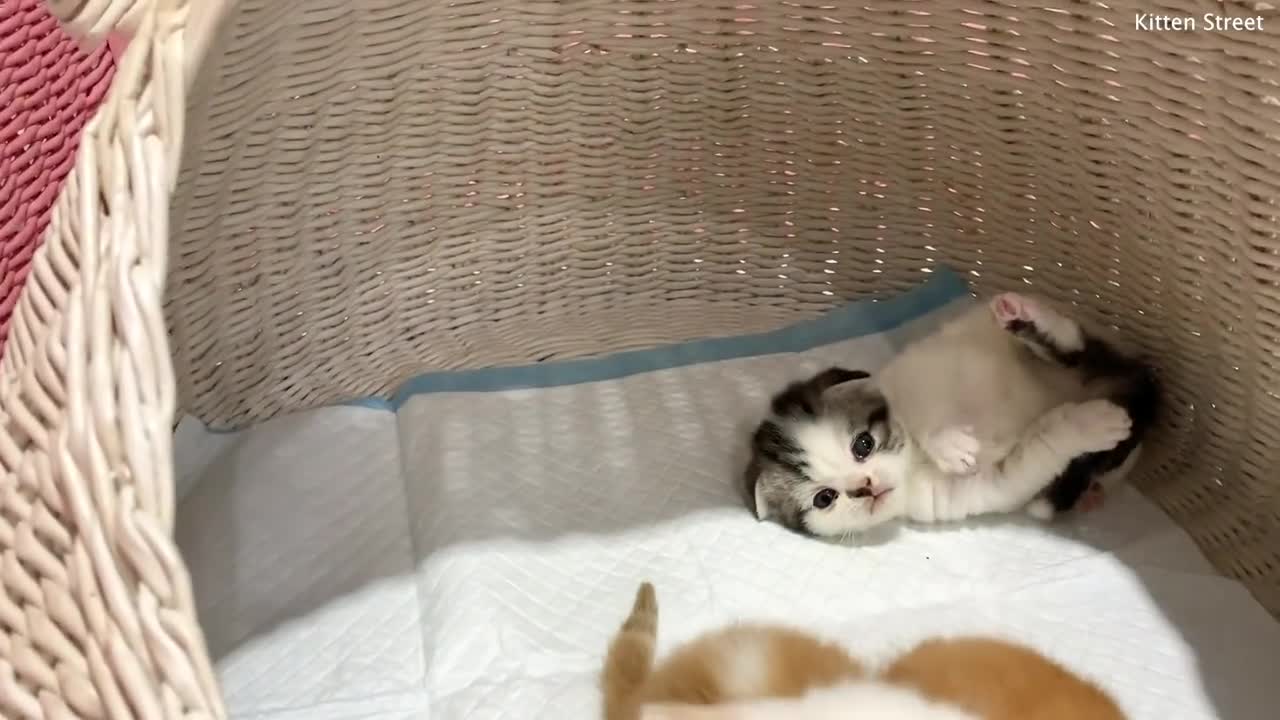 Kitten Willie beats his sister Coco and tries to get out of the basket meowing loudly
