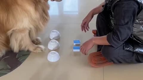 Dog fun