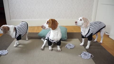 Dogs Make Funny Lady Mad! Funny Dogs Maymo, Penny, & Potpie