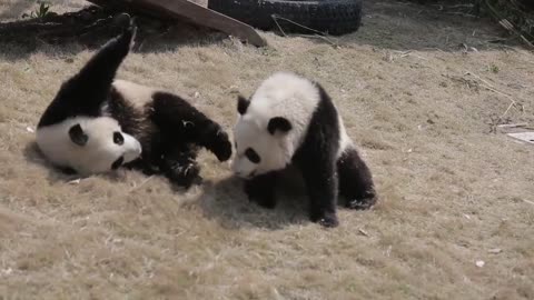 The kids were fighting